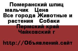 Померанский шпиц, мальчик › Цена ­ 35 000 - Все города Животные и растения » Собаки   . Пермский край,Чайковский г.